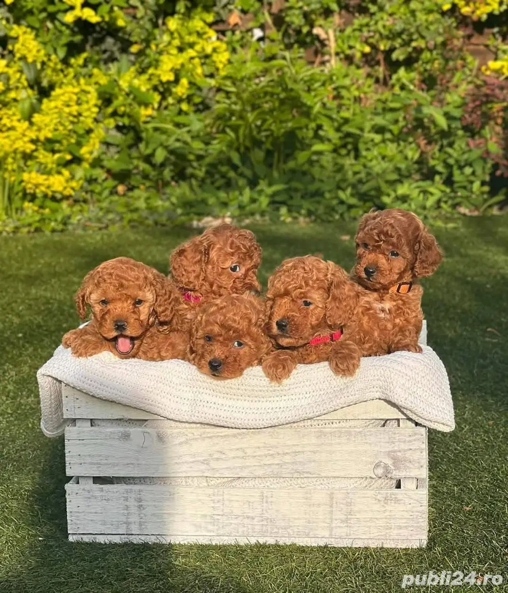 Căței de pudel de jucărie toy mini poodle 