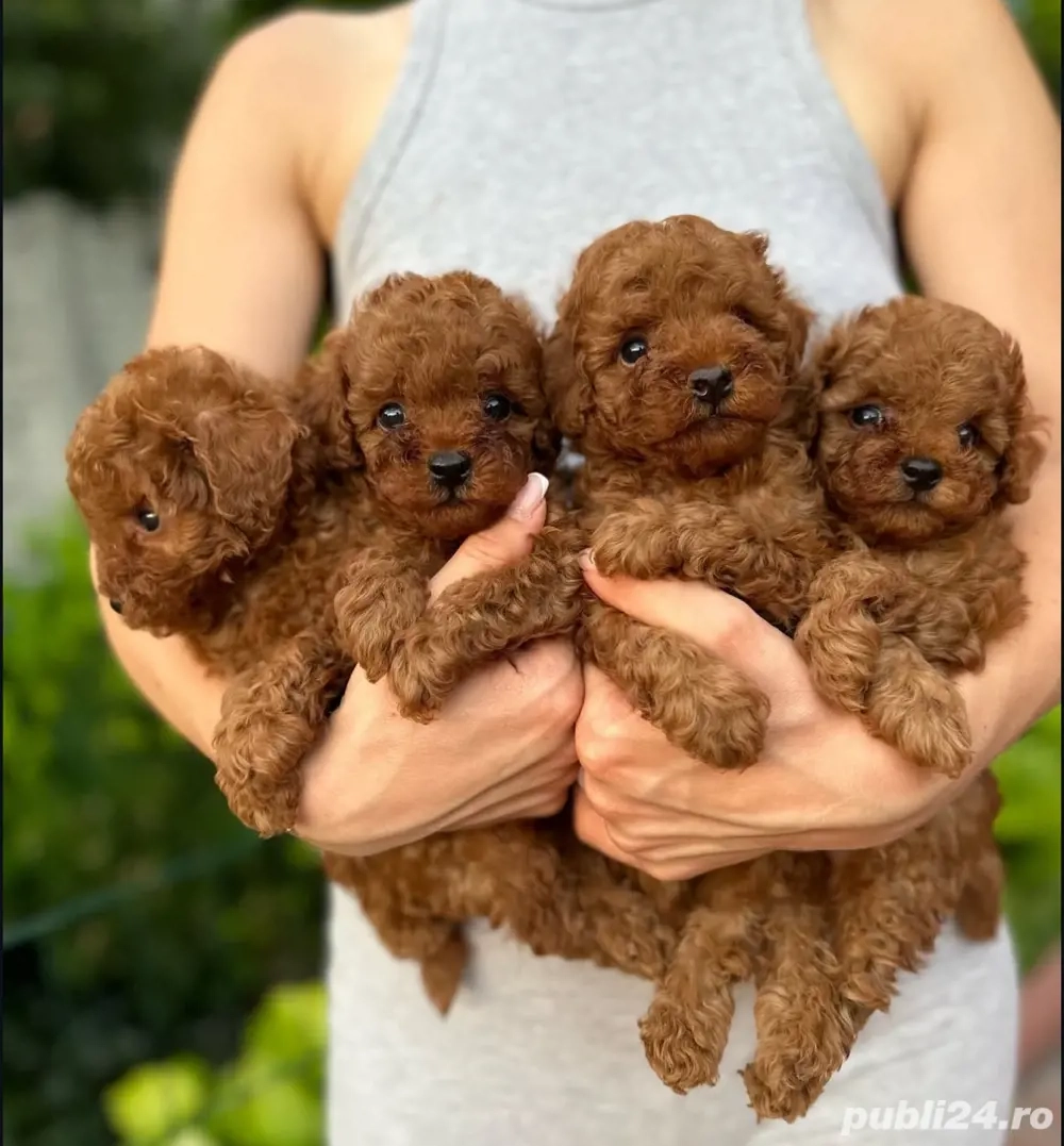 Căței de pudel de jucărie toy pudel 