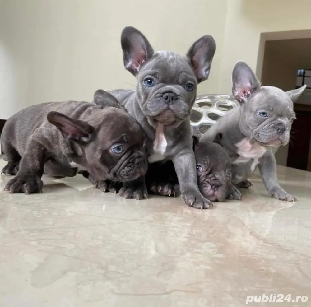    Buldog francez cățeluș