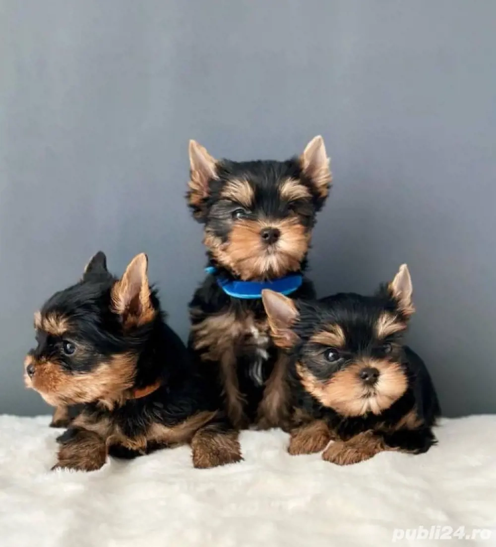 Yorkshire terrier cățeluș