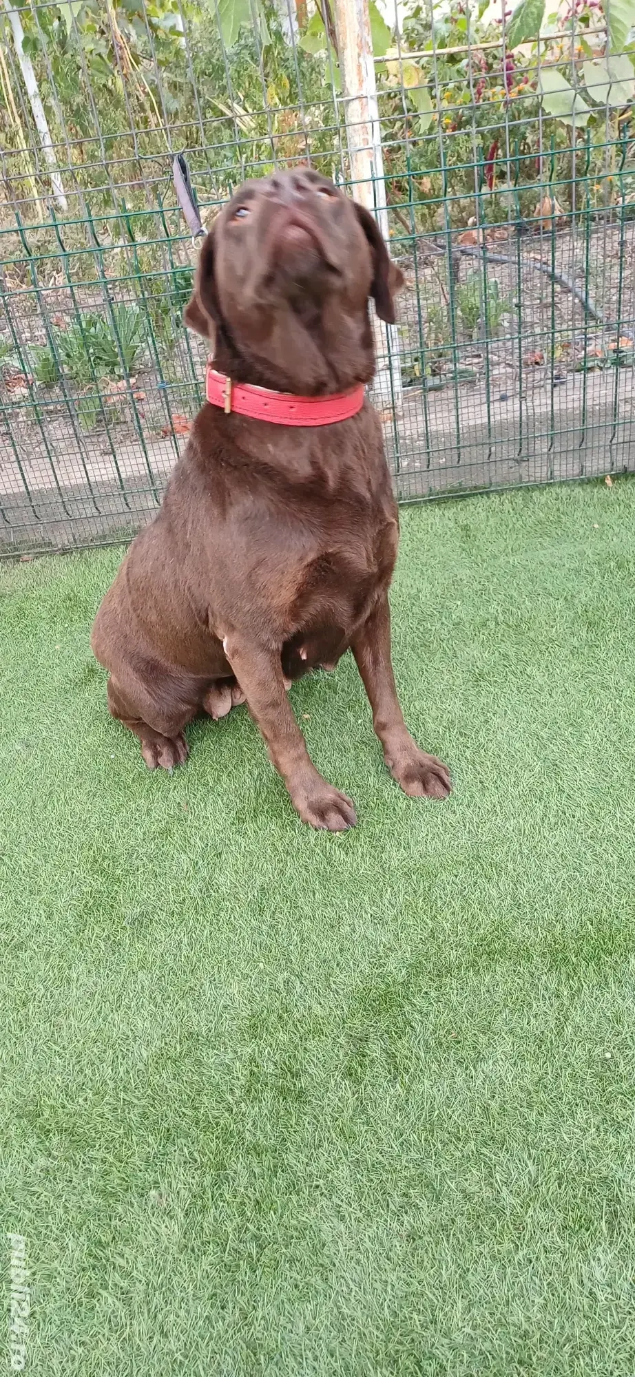 Labrador Ciocolatiu Femelă