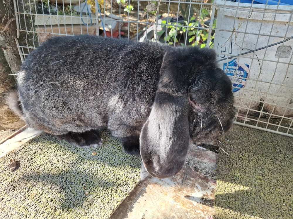 Berbec german. 2025 Berbec german. 2025