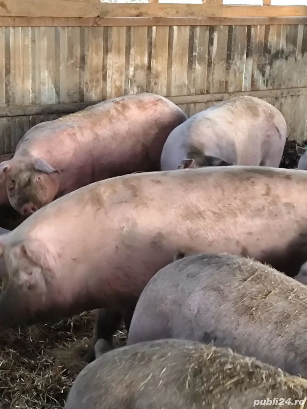 Vând porci MARI 