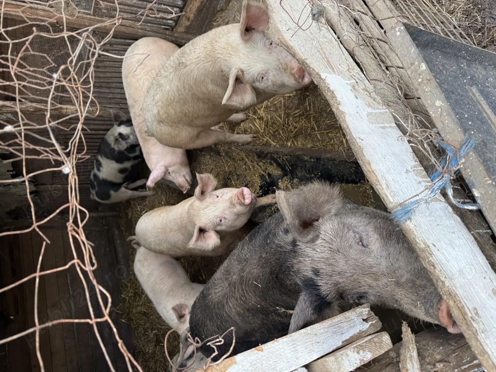 Porci de carne rasă pic