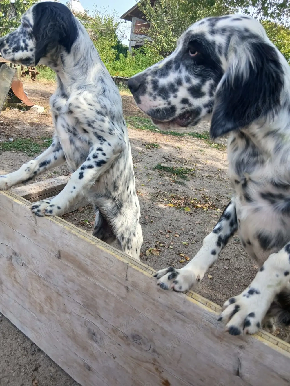 Caini de vânătoare  Caini de vânătoare