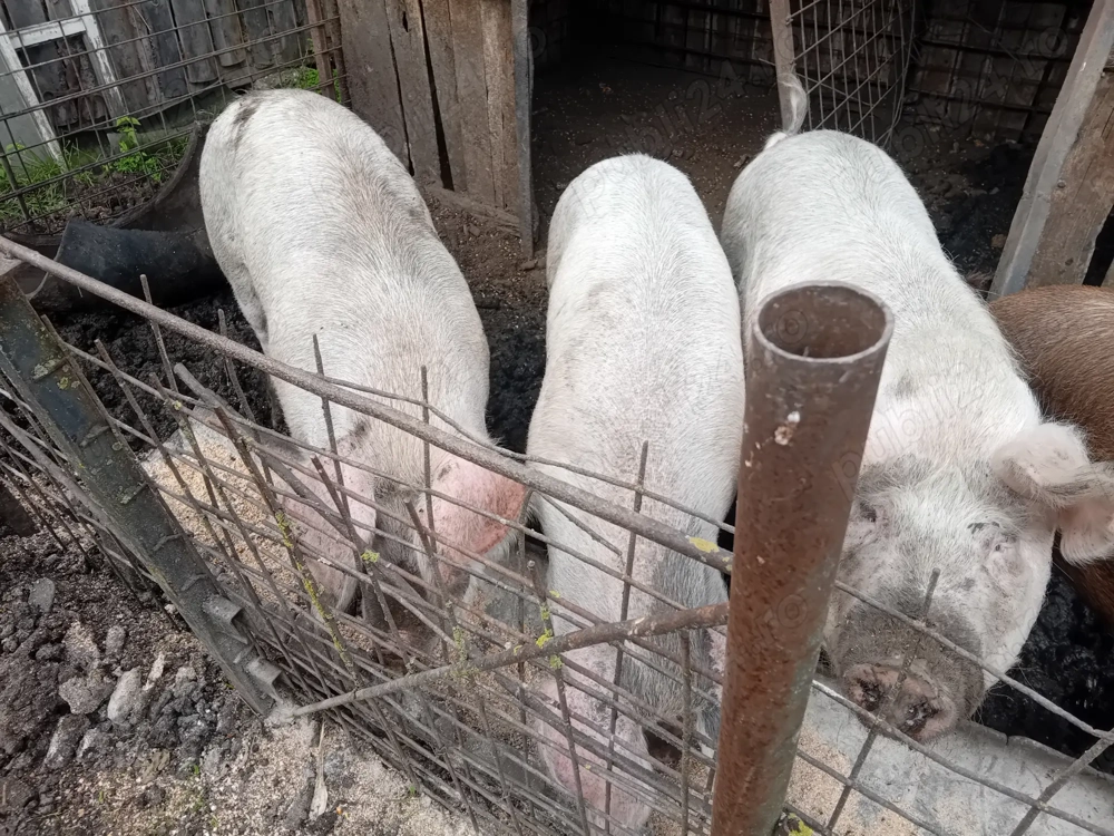 Vând porci Vând porci