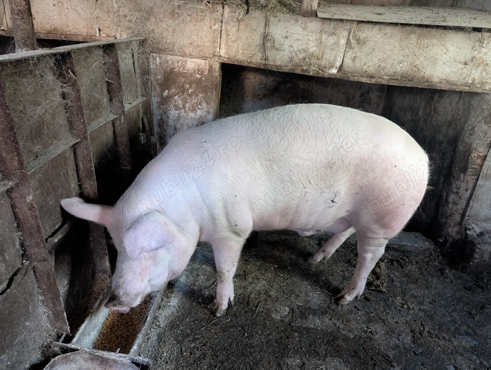 Porc de vânzare 