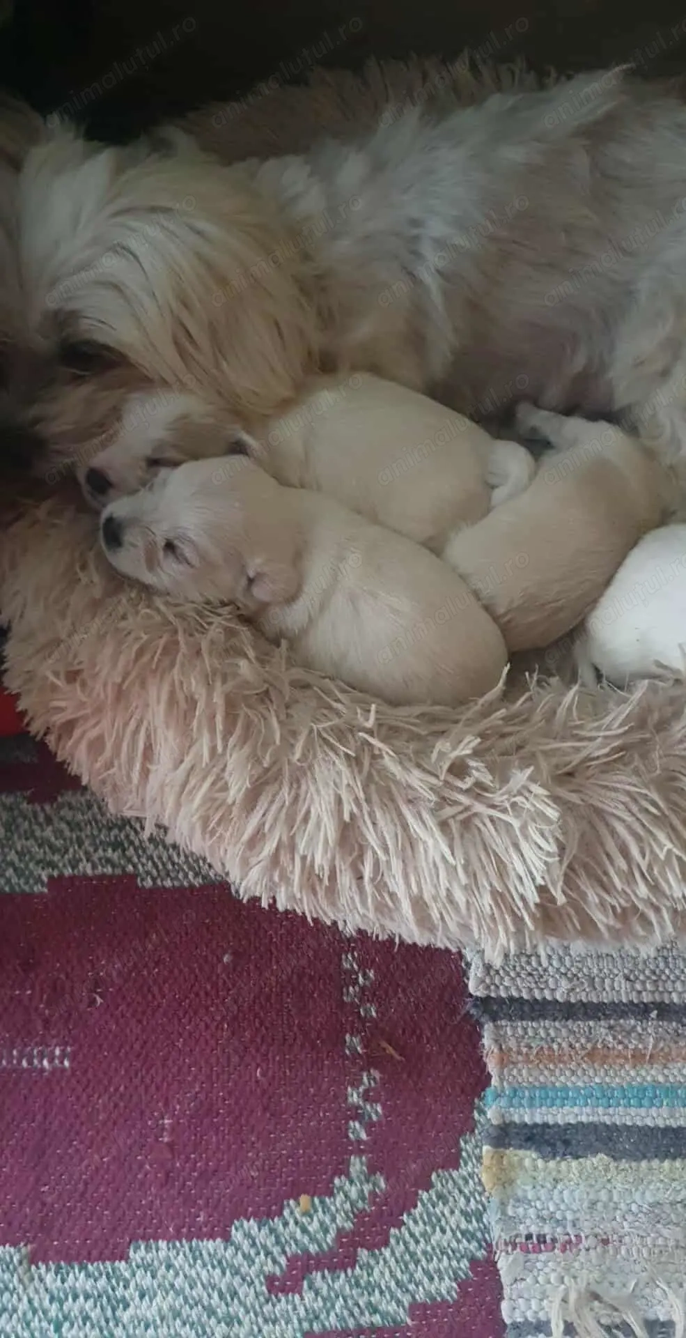 Bichon maltez caută căsuța 