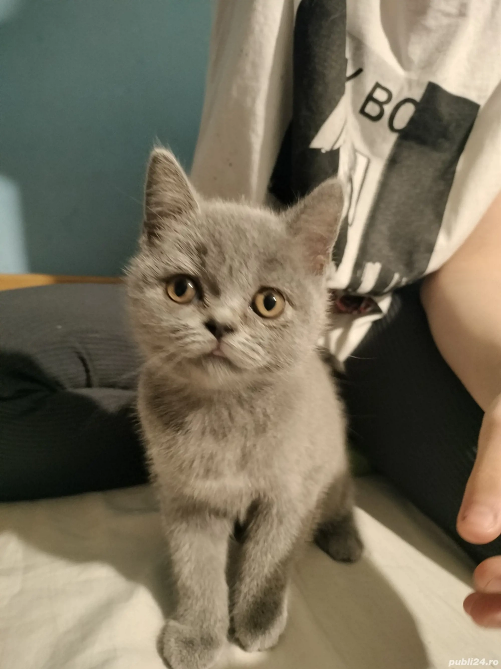 De vânzare  De vânzare