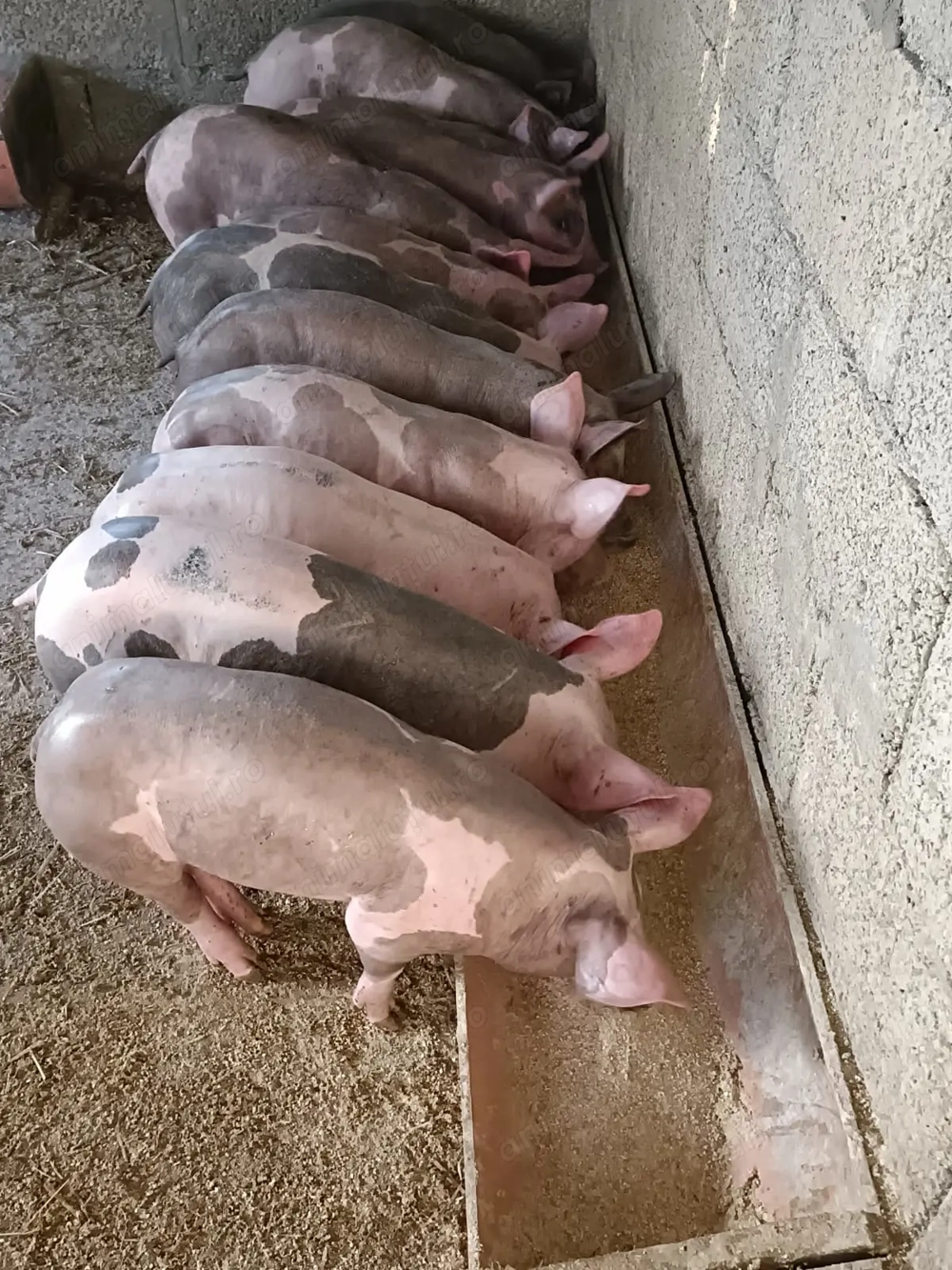 Purcei și purcele pietrain belgian de crescut s-au reproducție!! Purcei și purcele pietrain belgian de crescut s-au reproducție!!