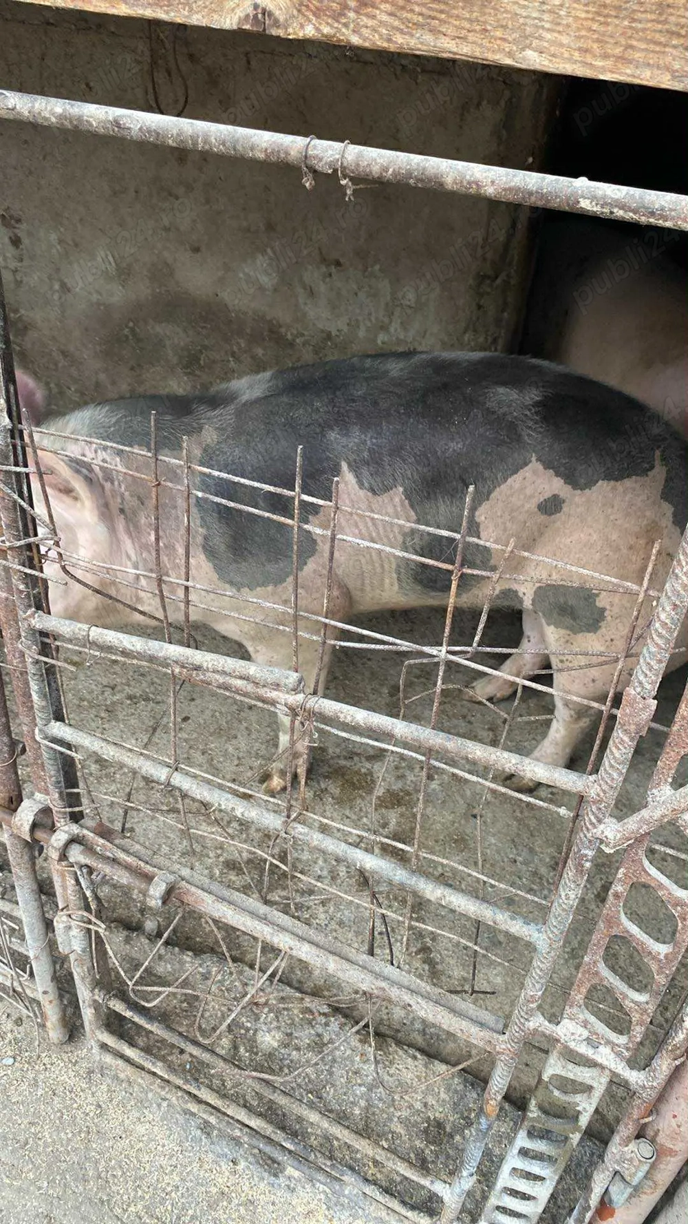 Vând porci mai multe detalii la telefon Vând porci mai multe detalii la telefon