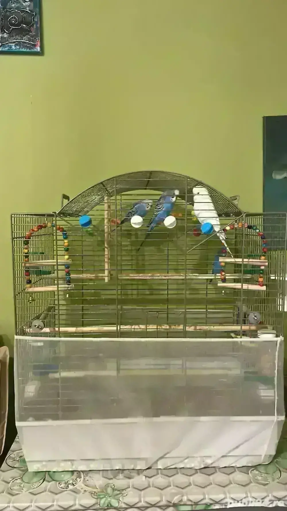 Papagali   peruşi  Papagali   peruşi