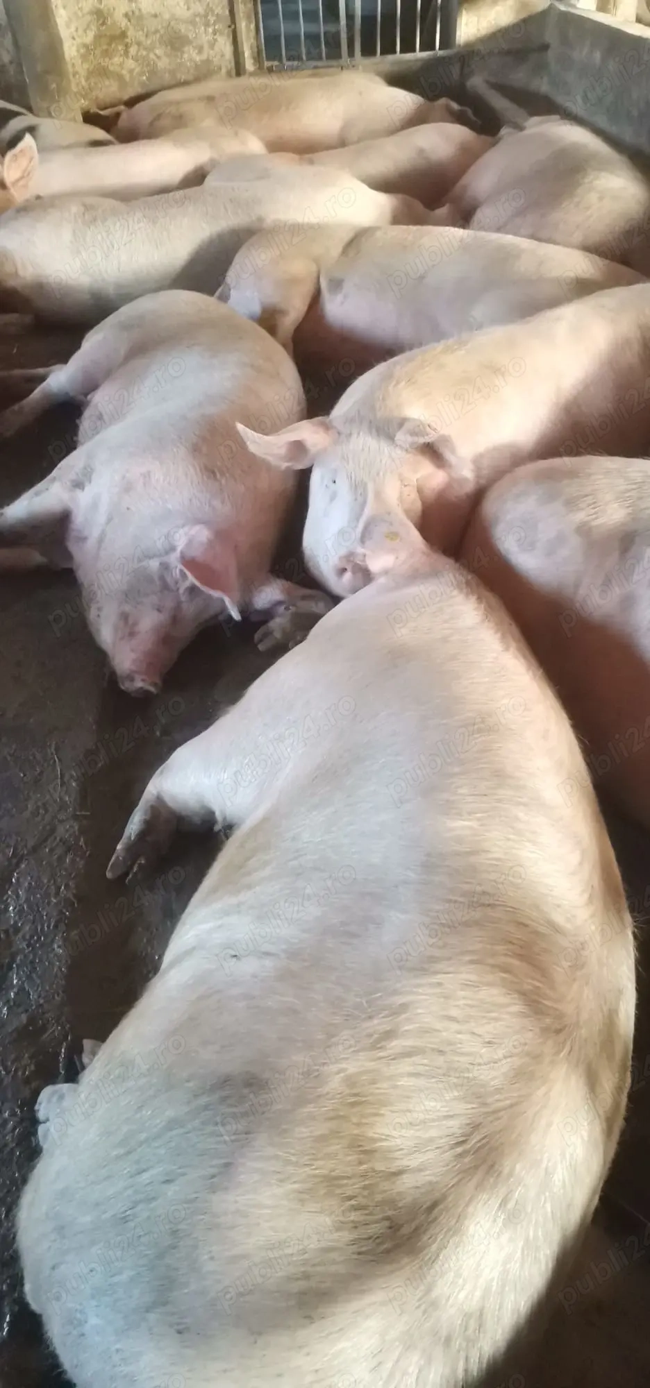 Vând, rezerv porci de carne P.I.C 