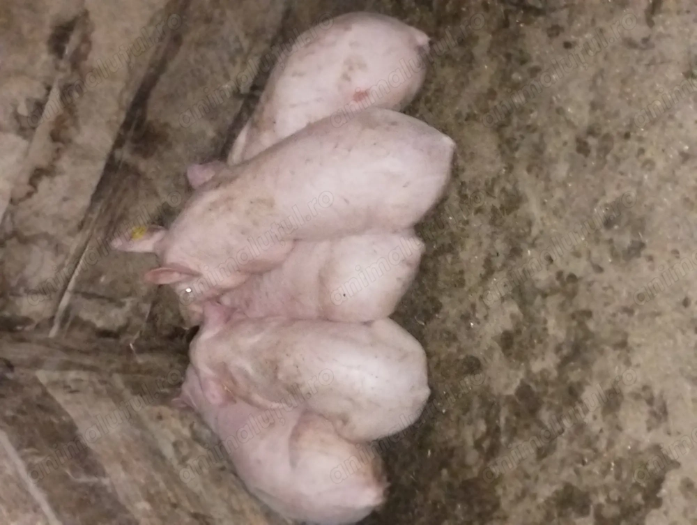 Purcei de vânzare Purcei de vânzare