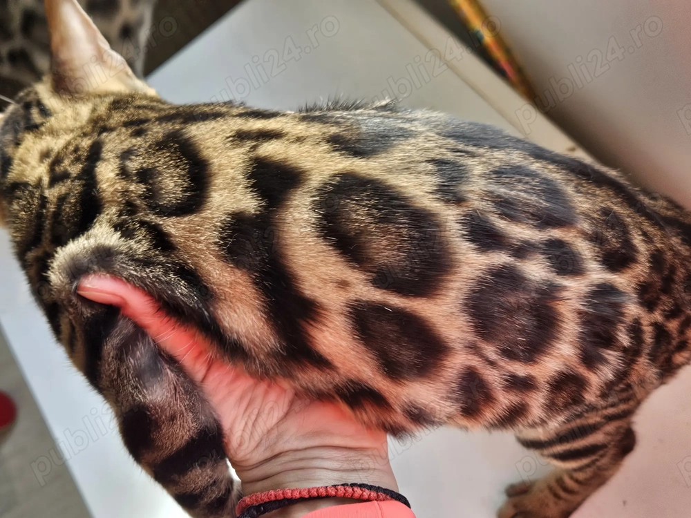 3 fratiori bengalezi