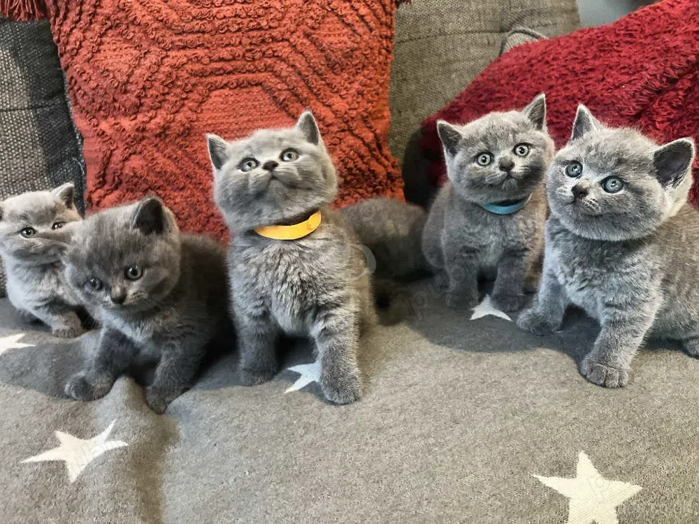 British Shorthair Blue, 2 luni, direct de la crescator