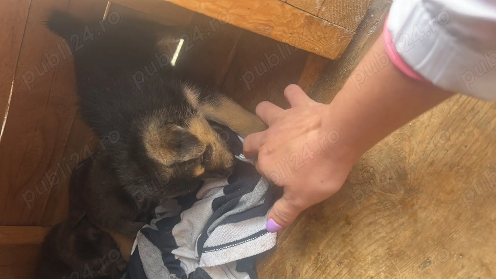 Donez cățeluși ciobănesc german pentru iubitorii de animale care locuiesc la curte