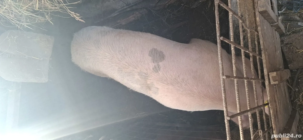 porc de vanzare porc de vanzare