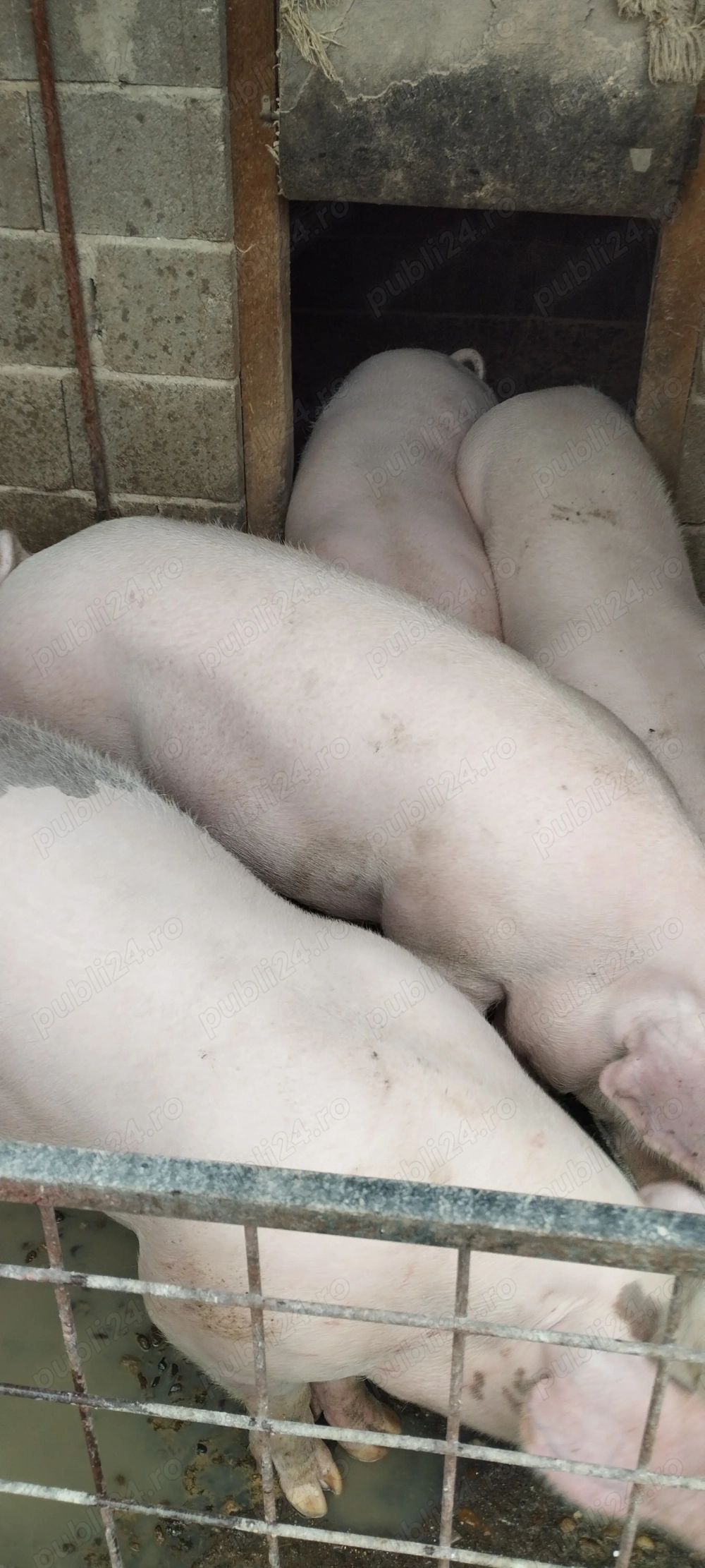 Porci de vânzare Bazna și Landrace Porci de vânzare Bazna și Landrace