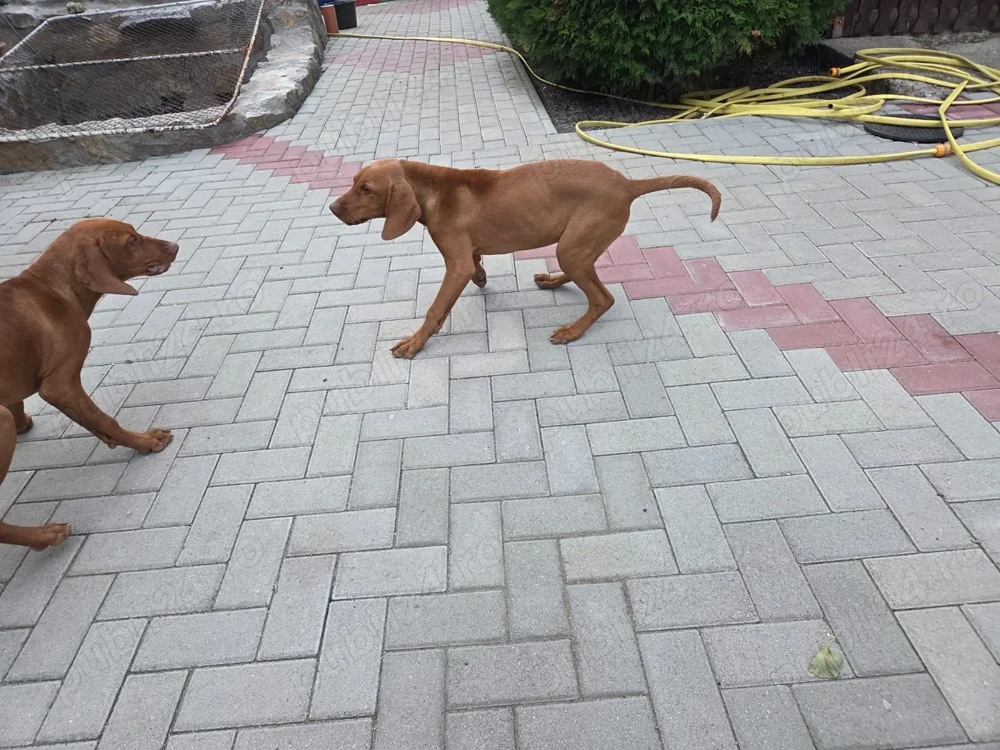 Vând cățea vizsla 