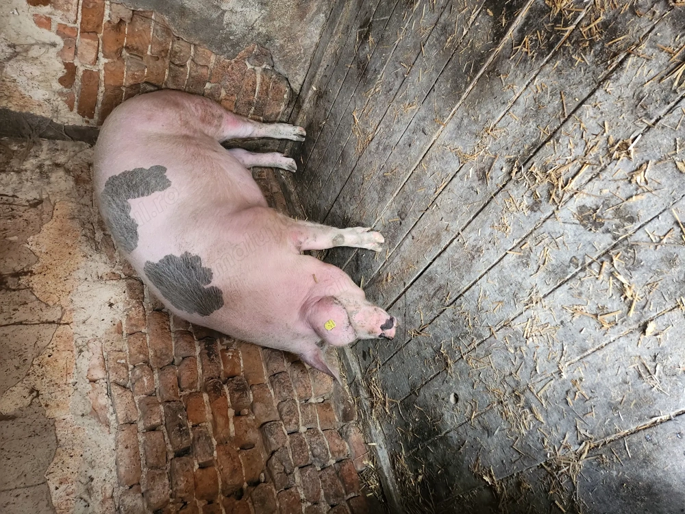 Porc de vânzare 