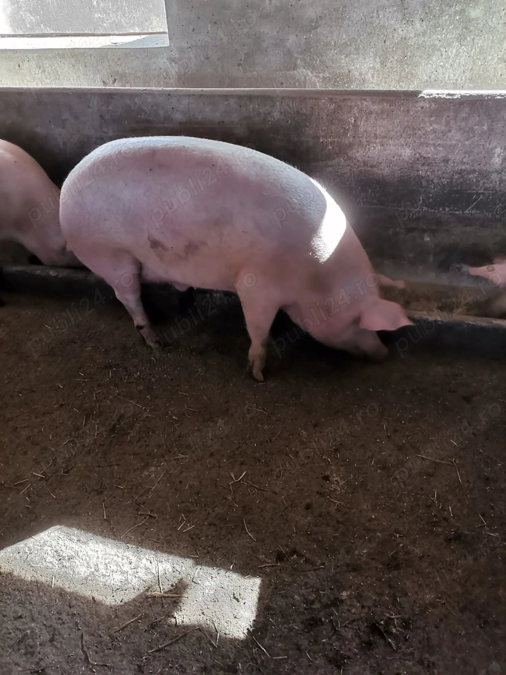 Sacrific porc de carne