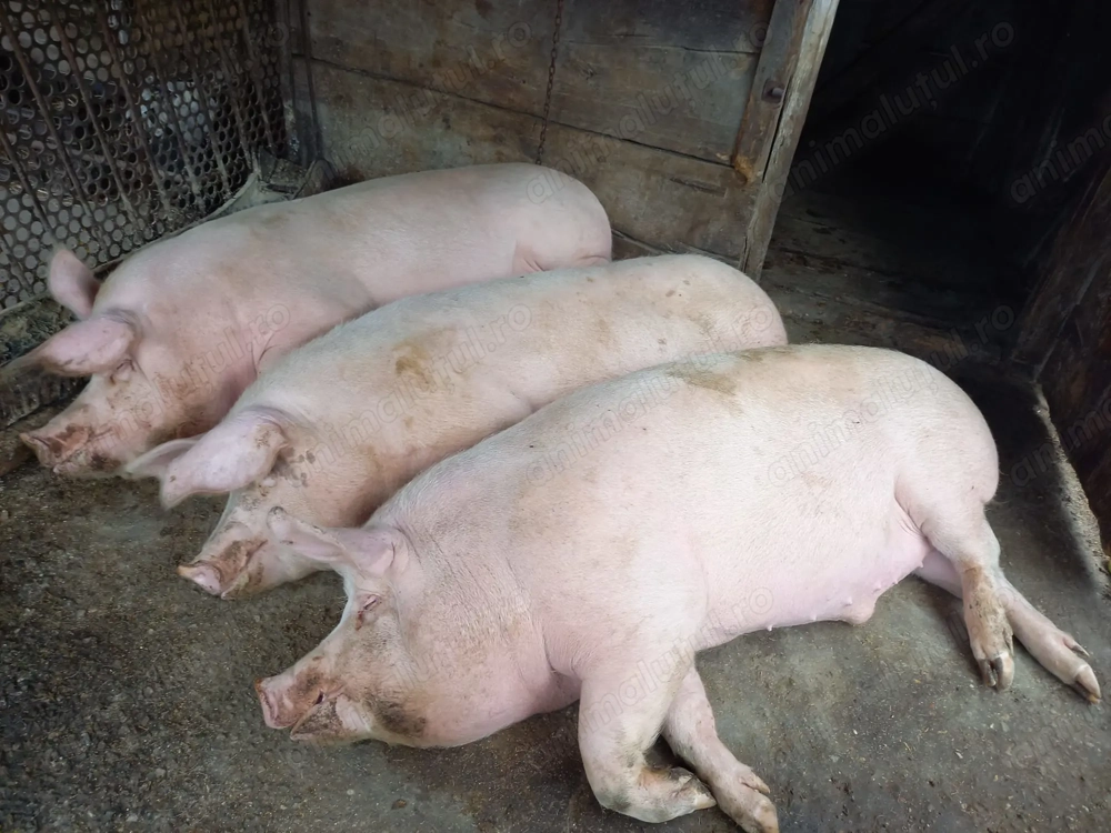 Porc de vanzare 16 lei kg