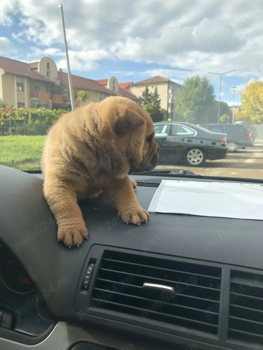 Pui, rasa Shar-Pei  Pui, rasa Shar-Pei