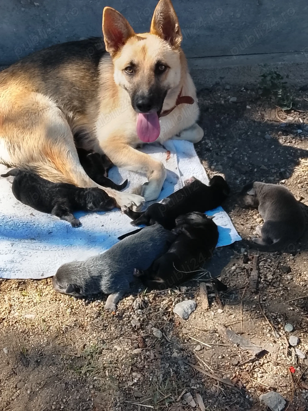 Căței Ciobanesc german își caută căsuța noua 