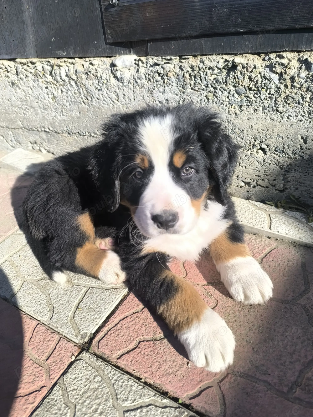 Pui Ciobanesc de Berna cu carnet de sănătate   disponibili