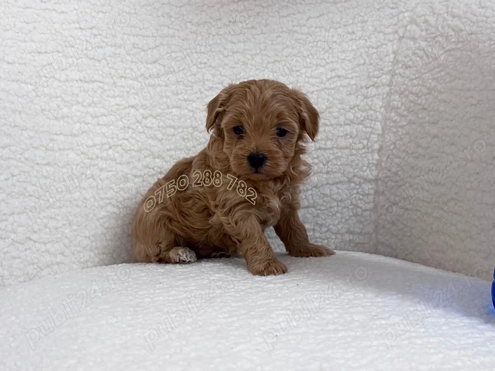 Maltipoo Mini Toy,Talie Mica