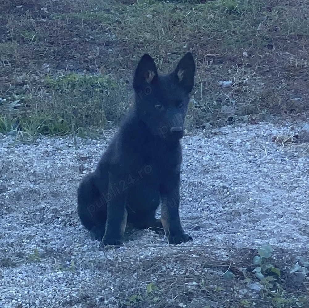 Ciobănesc german linie de lucru 