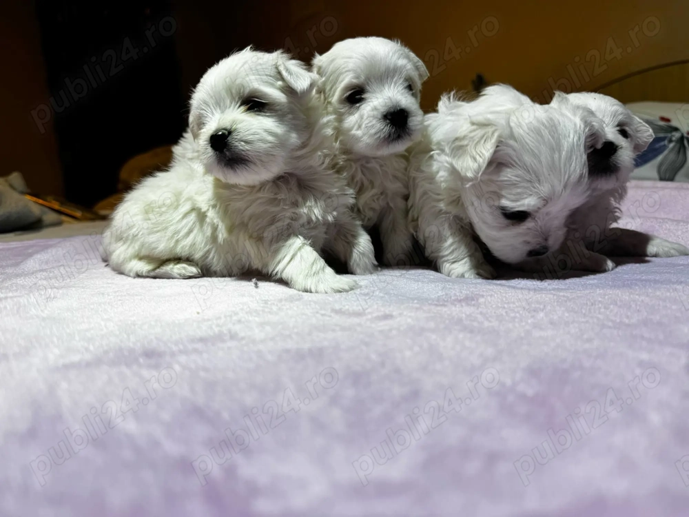 Bichon Maltez Puișori 