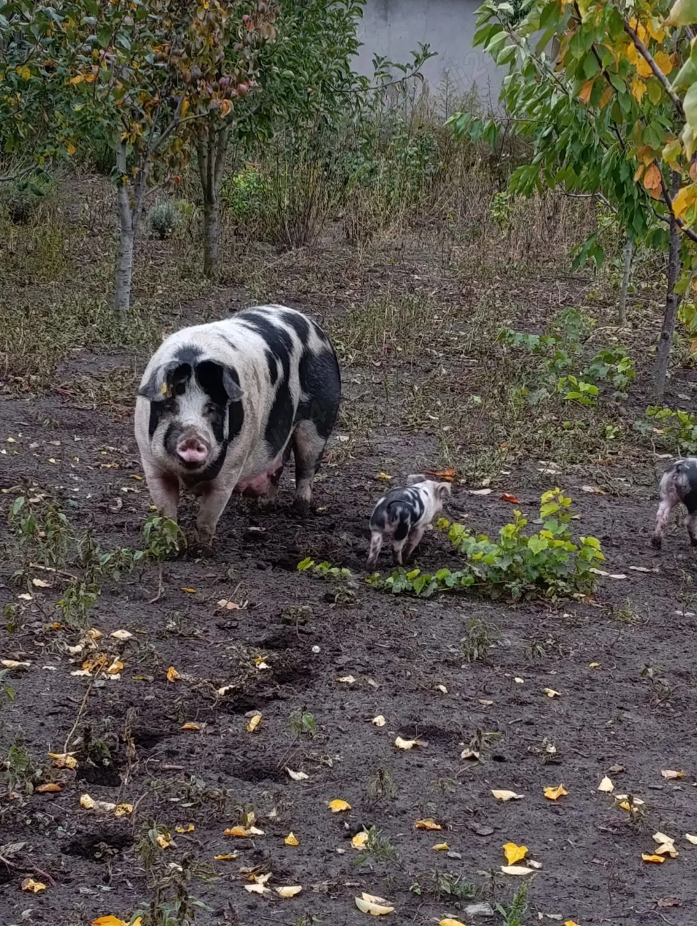 Scroafa și 3 purcei 