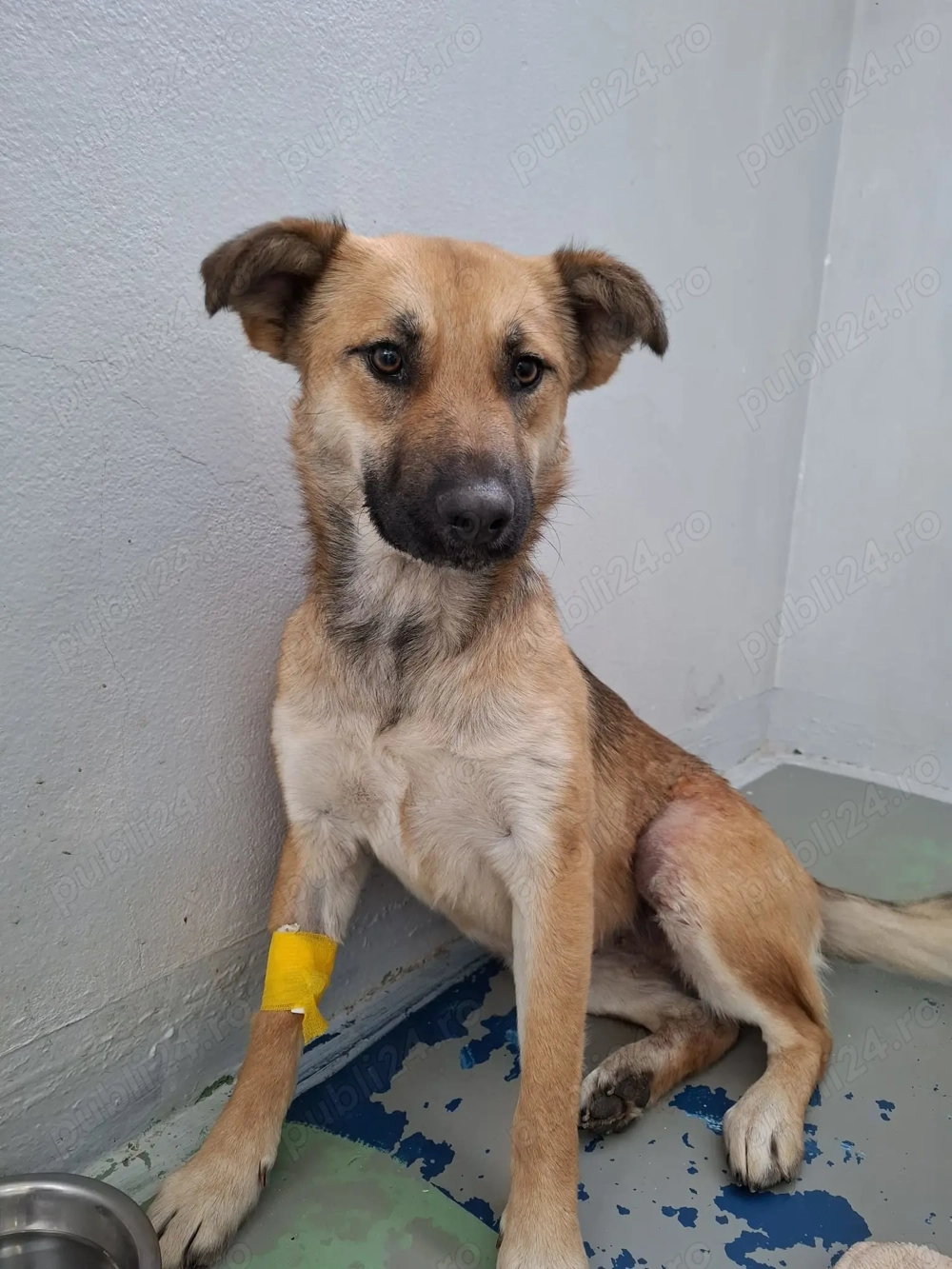 Pentru adoptie catelusa tanara, 1 an