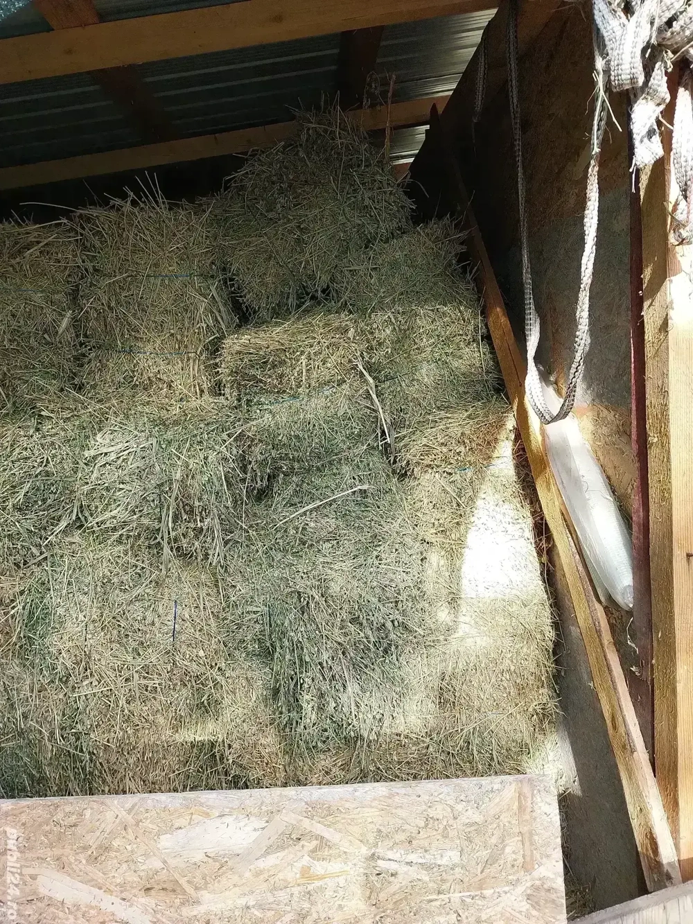 Baloti de lucerna cantitate 200 de baloti 