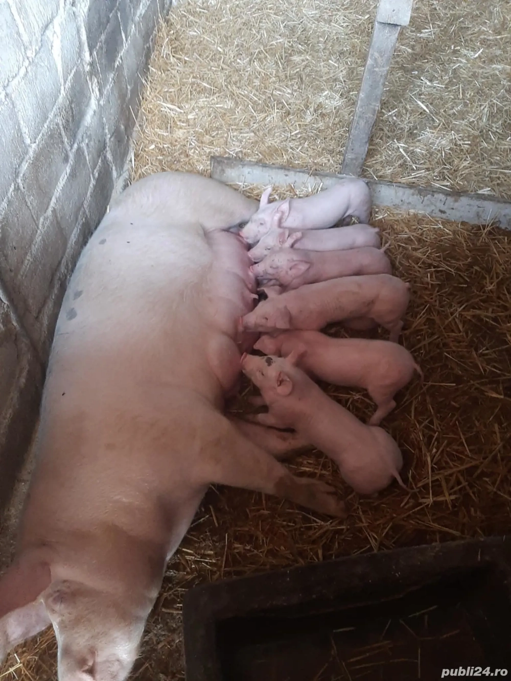 vand purcea cu purcei 