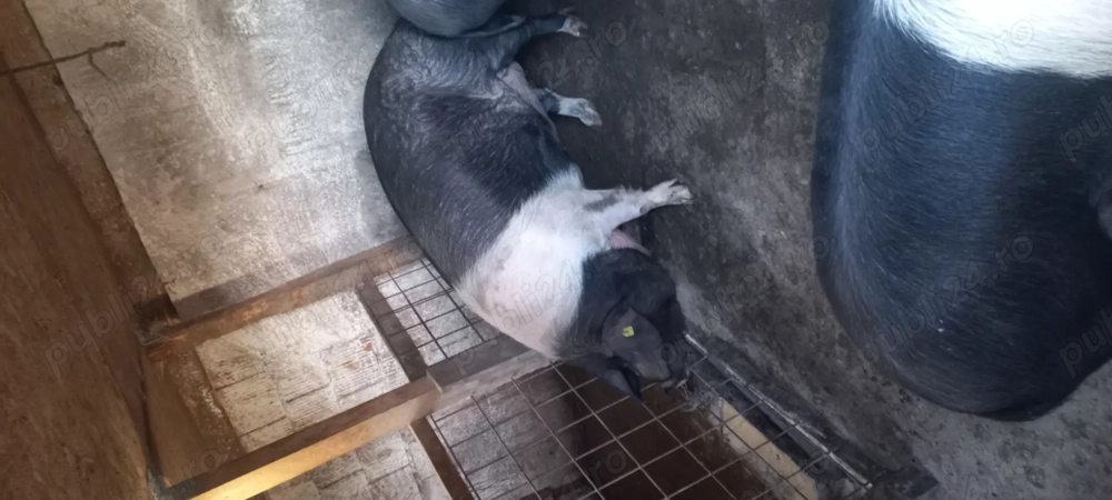 Vând scroafa de Bazna