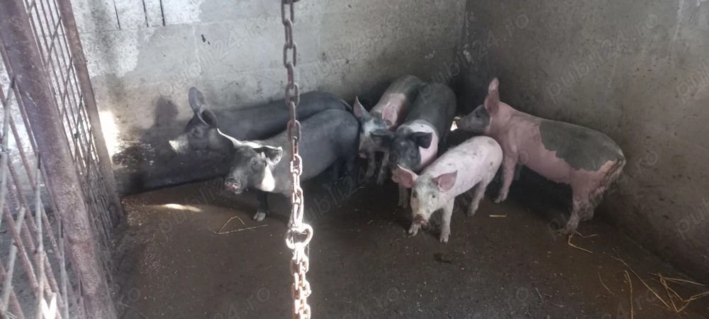 Vând purcei de 10 săptămâni Vând purcei de 10 săptămâni