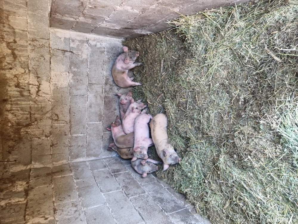 Purcei mâncăcioși  Purcei mâncăcioși