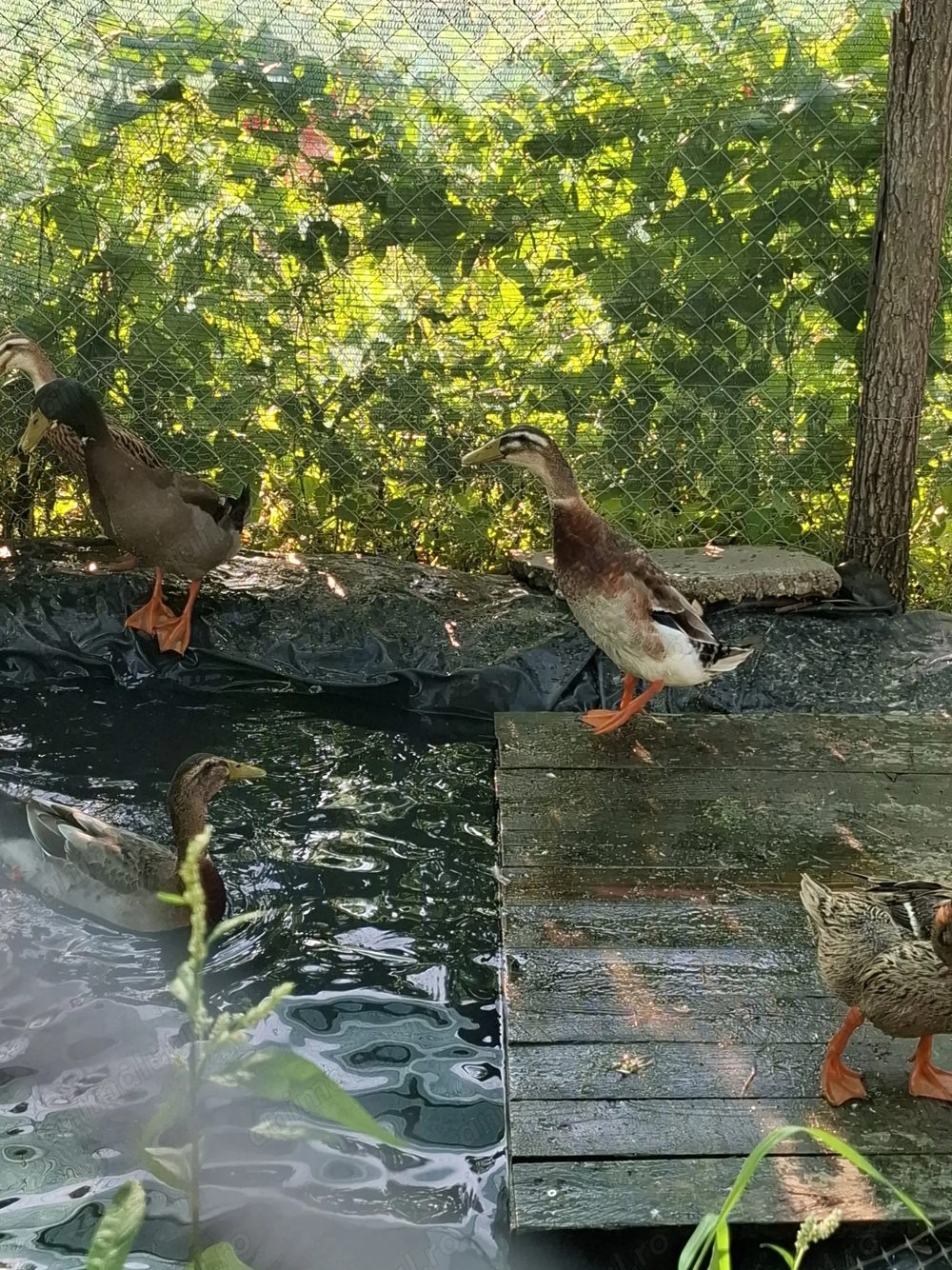 Rață indiana alergatoare 100 lei  Rață indiana alergatoare 100 lei