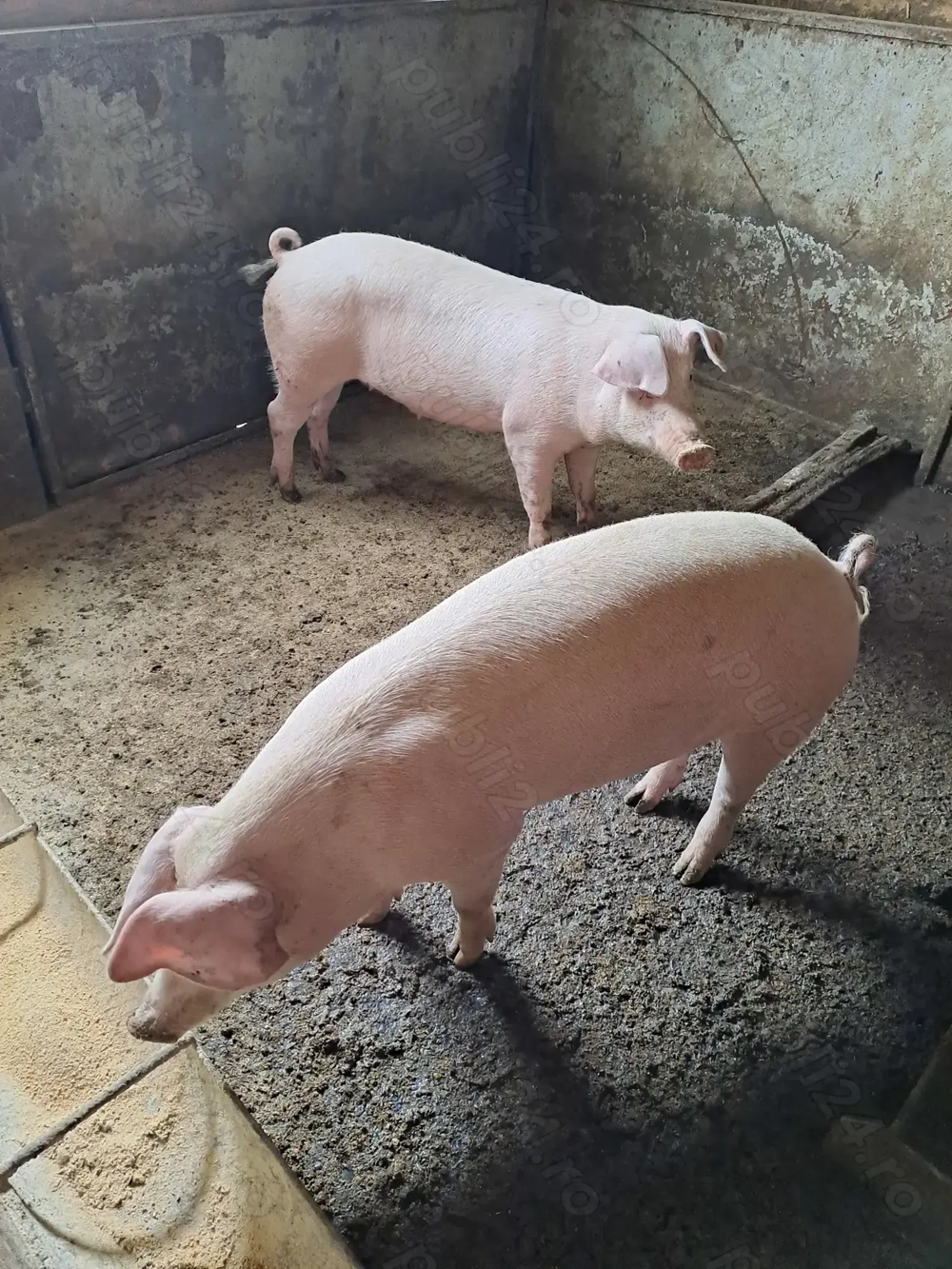 Vand porci Vand porci