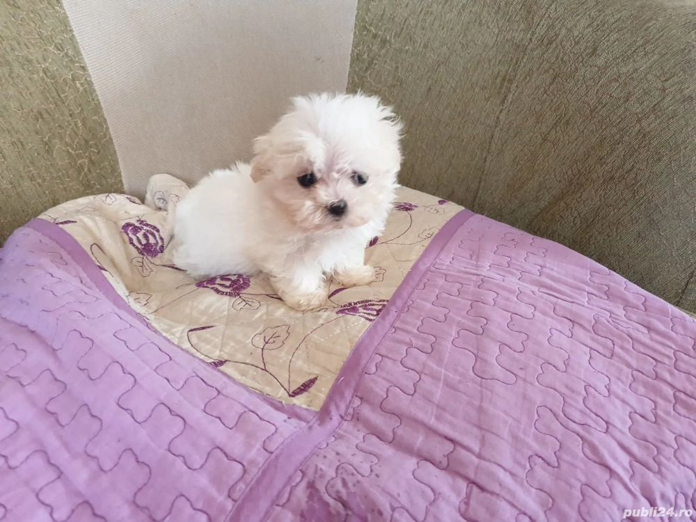 Bichon maltesse talie mică 
