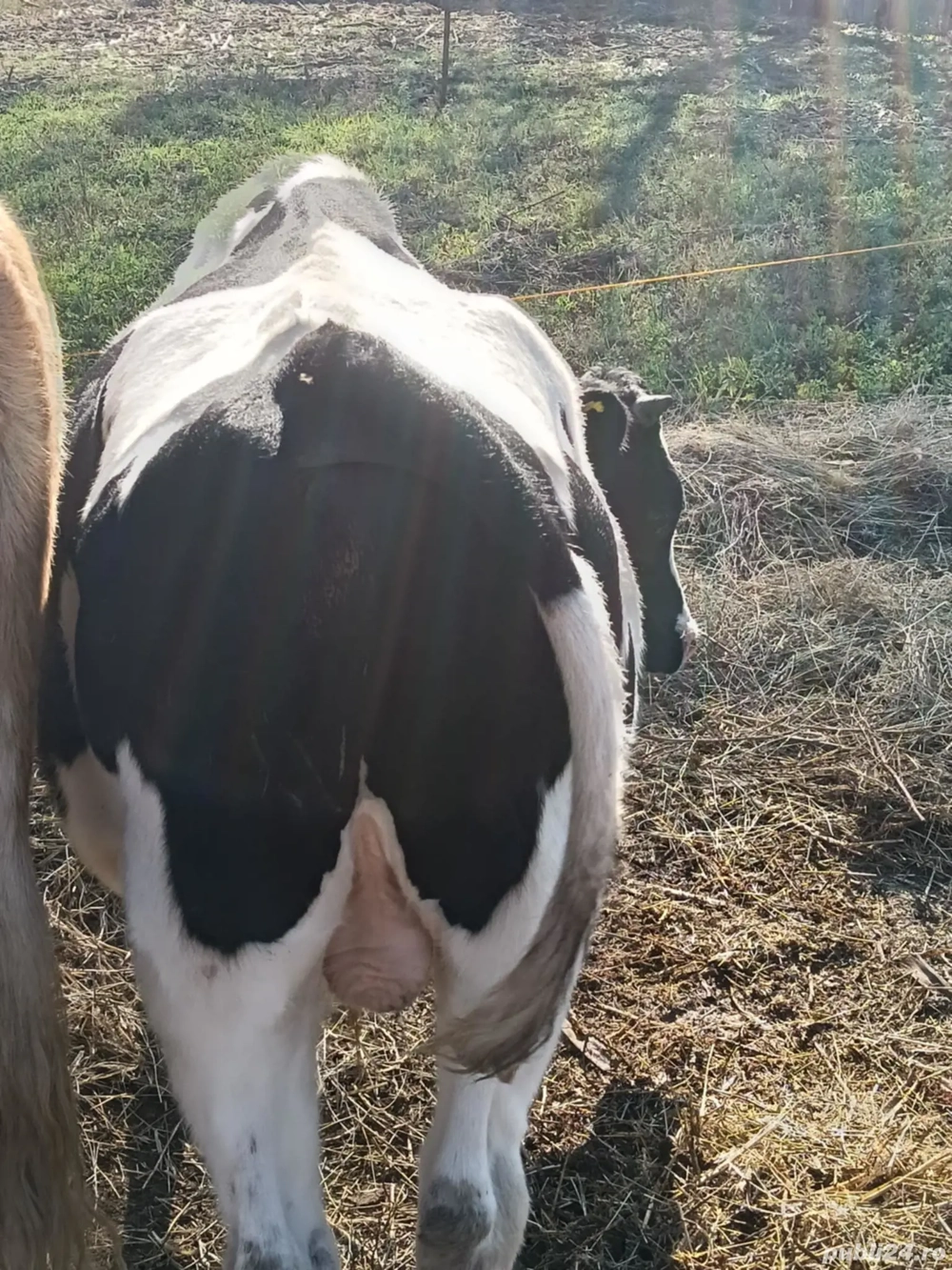 tăuraș Holstein  tăuraș Holstein