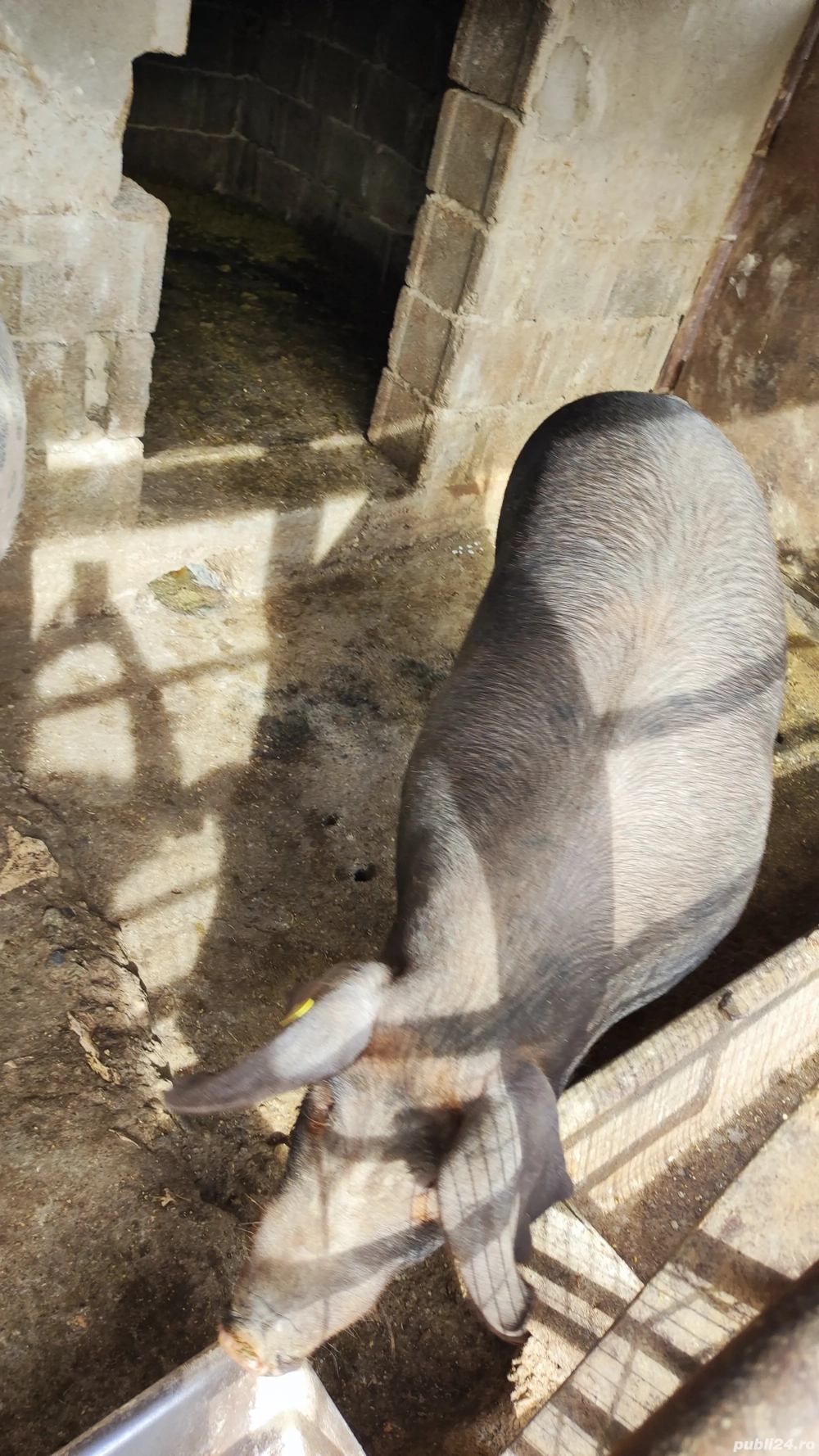 Vând porc gras Vând porc gras