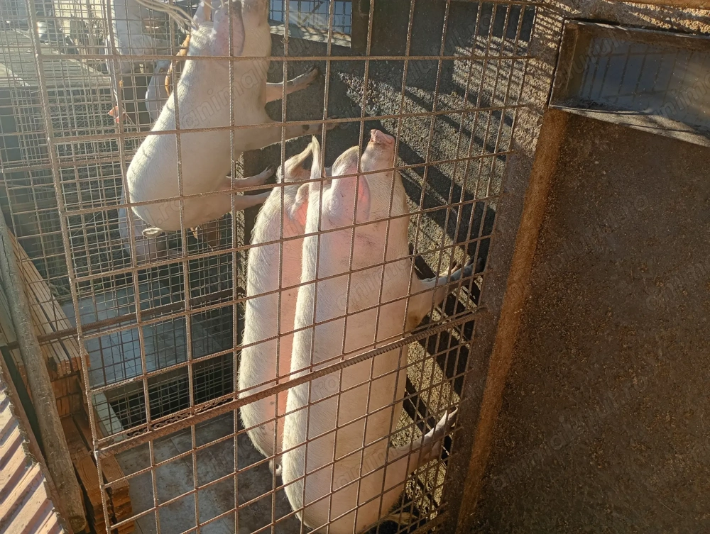 Vând porci pt taiat