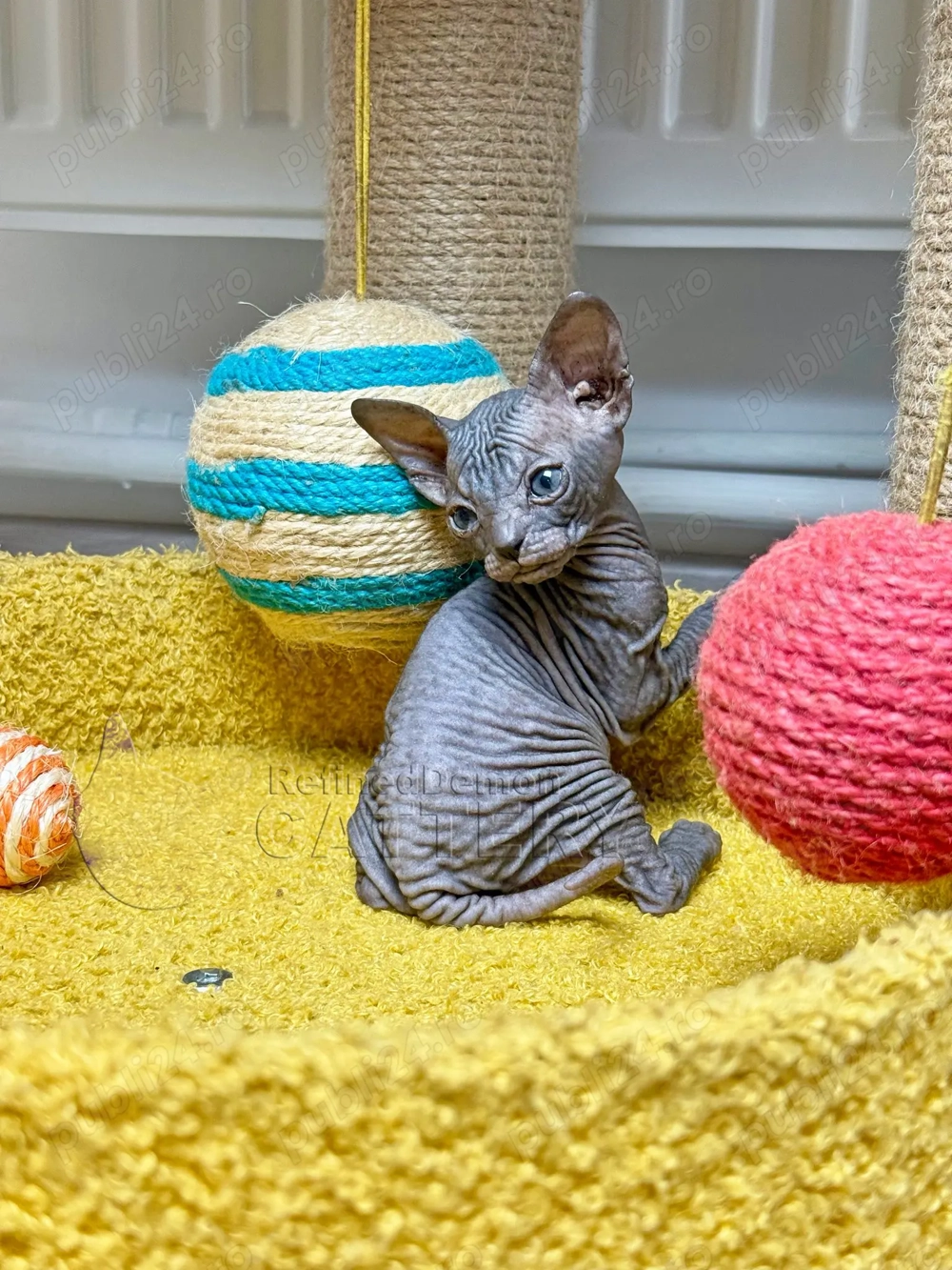 RARITATE pui pisica fara par Donskoy   Don Sphynx cu pedigree