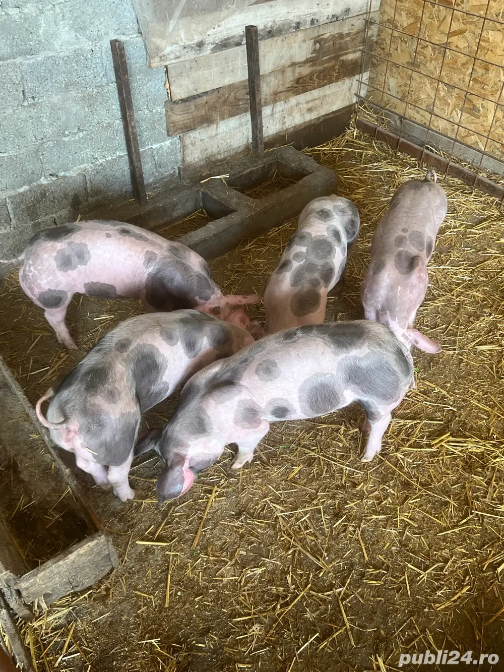 vind purcei 9 saptamini  vind purcei 9 saptamini