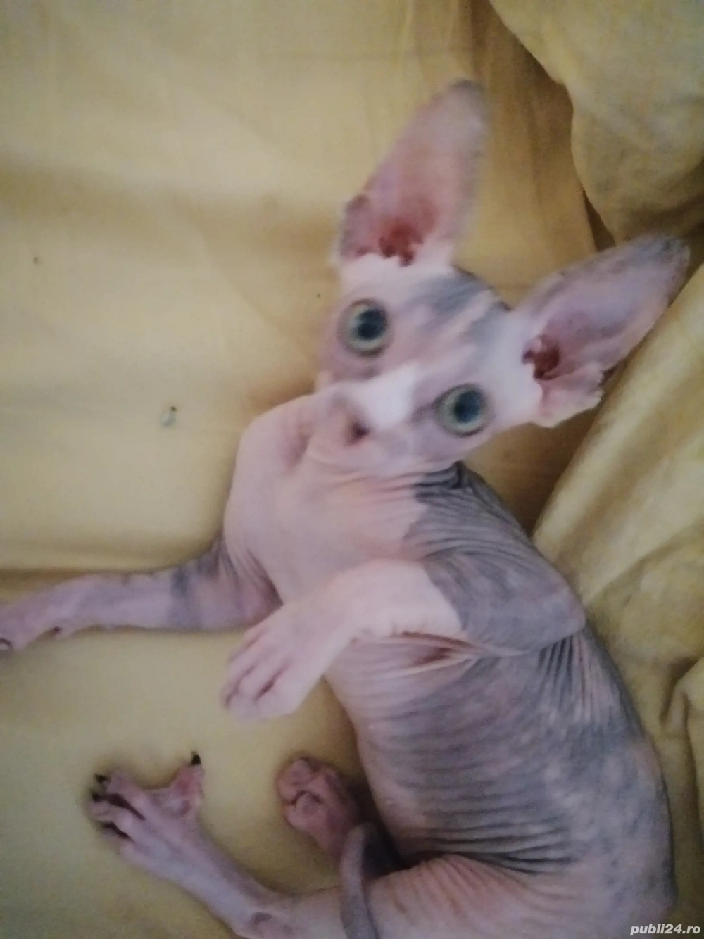 Pisici sfinx Pisici sfinx