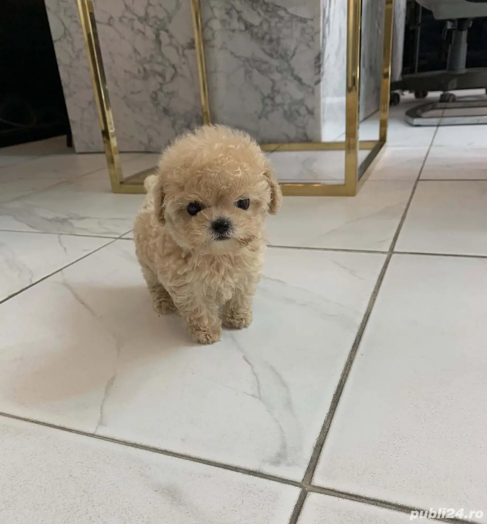 maltipoo toy cu pedigree 